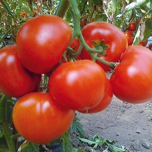Tomate hybride de Berberan: avantages et inconvénients de l'espèce, méthode étape par étape pour la cultiver