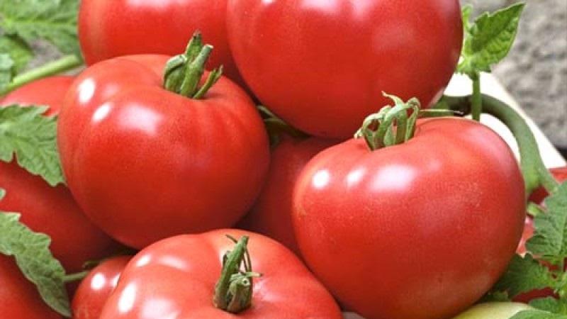 Tomate hybride de Berberan: avantages et inconvénients de l'espèce, méthode étape par étape pour la cultiver