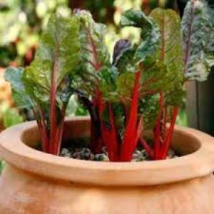 Qu'est-ce que la bette à carde, comment la manger correctement et comment elle peut être utile