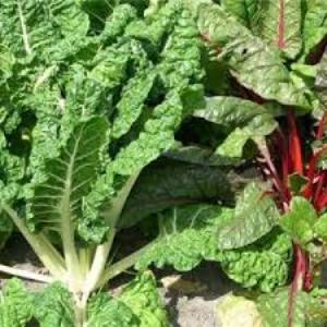 Qu'est-ce que la bette à carde, comment la manger correctement et comment elle peut être utile