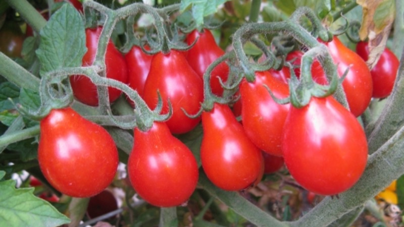 Comment faire pousser une tomate Matriochka incroyablement belle et savoureuse sur votre site