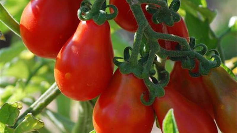 Comment faire pousser une tomate Matriochka incroyablement belle et savoureuse sur votre site