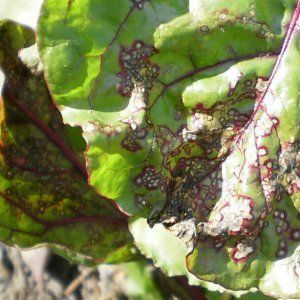 Les maladies de la betterave les plus courantes: une description des symptômes et un traitement efficace