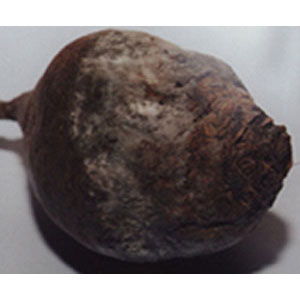 Les maladies de la betterave les plus courantes: une description des symptômes et un traitement efficace