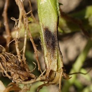 Les maladies de la betterave les plus courantes: une description des symptômes et un traitement efficace