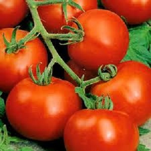 Arbustes miniatures aux tomates nettes, fructification jusqu'au gel - Tomates torche