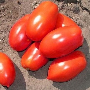 Hybride légendaire - Tomato Inkas: pourquoi est-il si aimé dans différents pays et comment vous l'aimerez