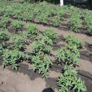 Hybride légendaire - Tomato Inkas: pourquoi est-il si aimé dans différents pays et comment vous l'aimerez