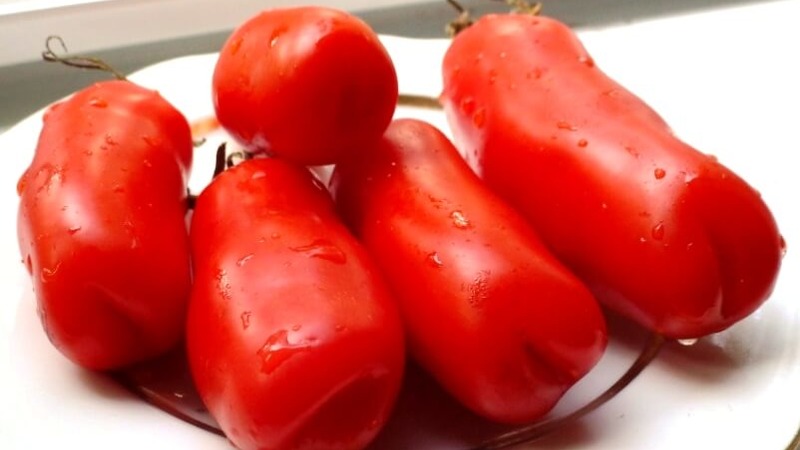 Variété de tomate Auria des sélectionneurs de Novossibirsk, célèbre pour son rendement élevé et son excellent goût de fruit