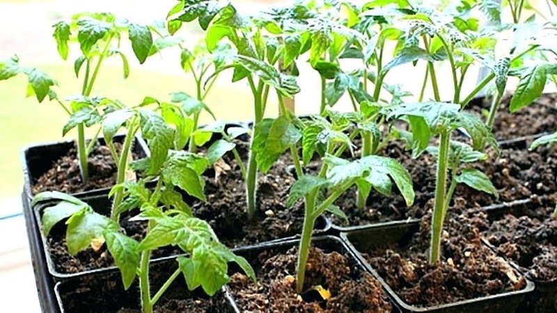 Variété de tomate Auria des sélectionneurs de Novossibirsk, célèbre pour son rendement élevé et son excellent goût de fruit