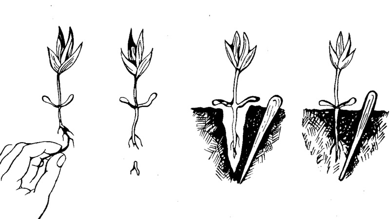Variété de tomate Auria des sélectionneurs de Novossibirsk, célèbre pour son rendement élevé et son excellent goût de fruit