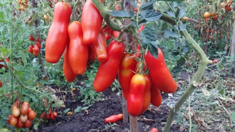 Variété de tomate Auria des sélectionneurs de Novossibirsk, célèbre pour son rendement élevé et son excellent goût de fruit