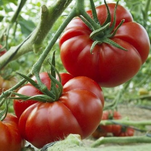 Un miracle de la sélection néerlandaise - Tomate Marmande: ce qui est bon et comment le cultiver sur votre site