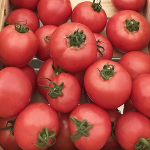 Les avantages et les inconvénients de la tomate Torbay: pourquoi il vaut la peine d'essayer de la cultiver