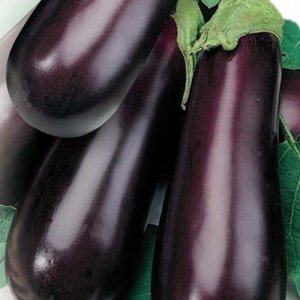 Une variété d'aubergine Almaz relativement nouvelle, mais a réussi à tomber amoureuse des résidents d'été