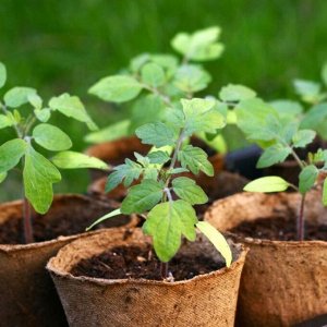 Une variété d'aubergine Almaz relativement nouvelle, mais a réussi à tomber amoureuse des résidents d'été