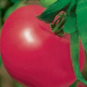 Variété de mi-saison avec fruits, comme sur la photo - tomate major et instructions pour la cultiver en terrain ouvert et fermé