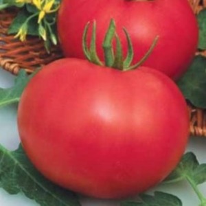 Variété de mi-saison avec fruits, comme sur la photo - tomate Major et instructions pour la cultiver en terrain ouvert et fermé