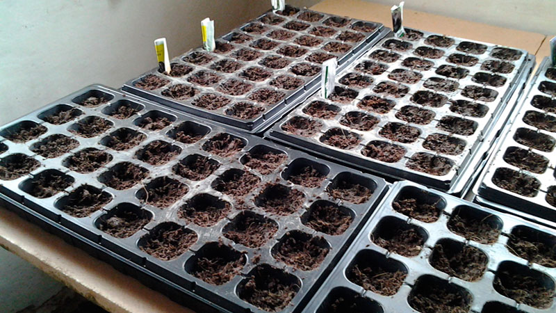 Sans prétention, polyvalent, tomate précoce Druzhok F1: critiques et secrets de culture