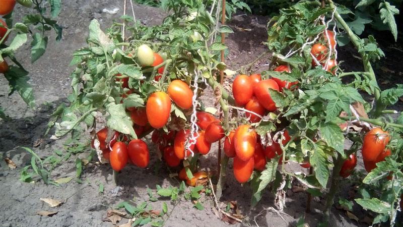 Fruits juteux et incroyablement savoureux tout droit sortis du jardin - la tomate Solokha et les secrets de son entretien