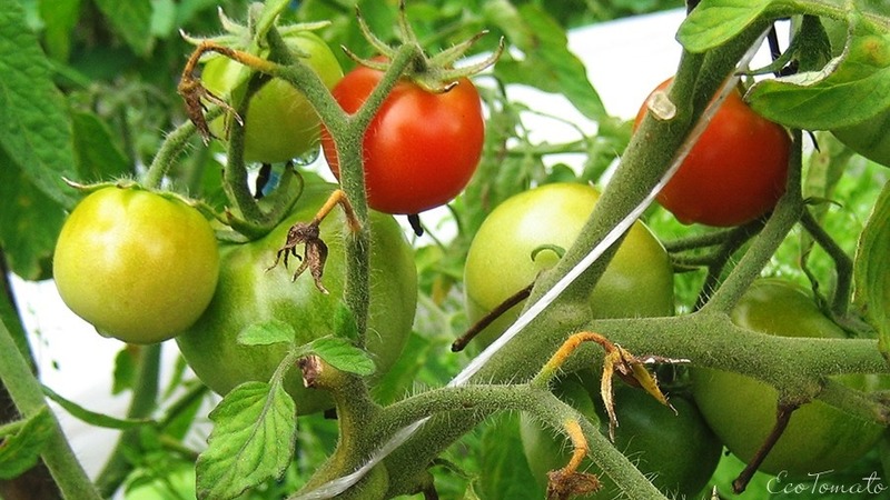 Nous cultivons une riche récolte de tomates Solerosso ultra-précoces et la protégeons des ravageurs et des maladies