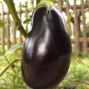 Aubergine Vera à maturation précoce et thermophile provenant d'éleveurs domestiques