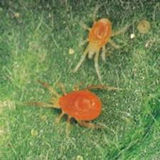 Aubergine Vera à maturation précoce et thermophile provenant d'éleveurs domestiques