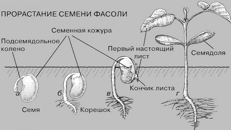 Quoi et comment se forment les graines de haricots?