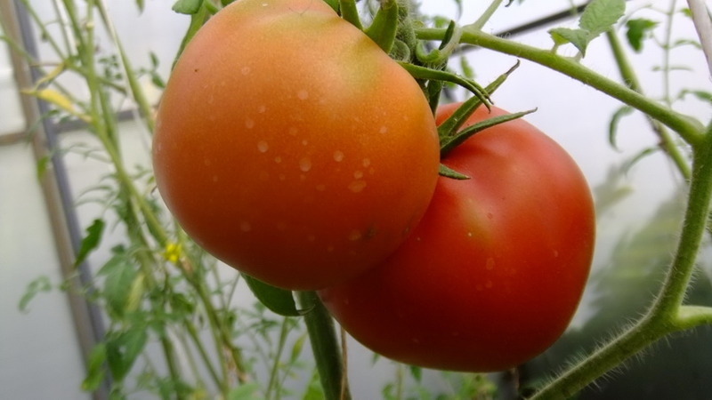 Une variété au nom attrayant et au goût extraordinaire - Tomate Paradise Delight: cultivée et goûtée