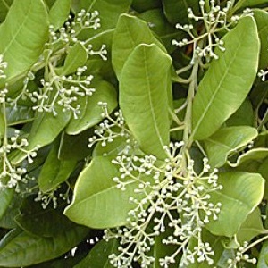 Comment les pois de la Jamaïque poussent dans un environnement naturel et comment le cultiver à la maison