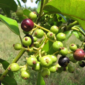 Comment les pois de la Jamaïque poussent dans un environnement naturel et comment le cultiver à la maison
