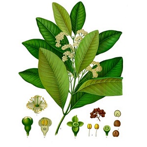 Comment les pois de la Jamaïque poussent dans un environnement naturel et comment le cultiver à la maison