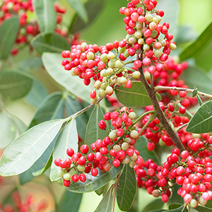 Comment et où pousse le poivre rose et dans quelles zones il est utilisé