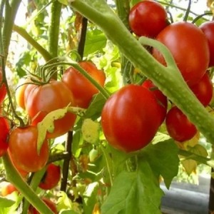 Tomate hybride Aurora à maturation précoce, créée pour une récolte abondante en serre et dans le jardin