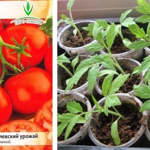 La tomate hybride Aurora à maturation précoce, créée pour une récolte abondante en serre et dans le jardin