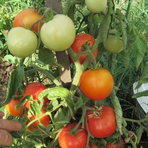 La tomate hybride Aurora à maturation précoce, créée pour une récolte abondante en serre et dans le jardin