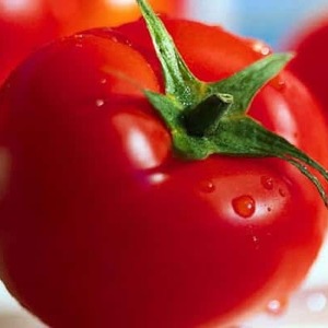 La tomate hybride Aurora à maturation précoce, créée pour une récolte abondante en serre et dans le jardin