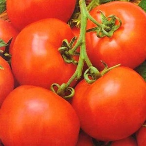 La tomate hybride Aurora à maturation précoce, créée pour une récolte abondante en serre et dans le jardin