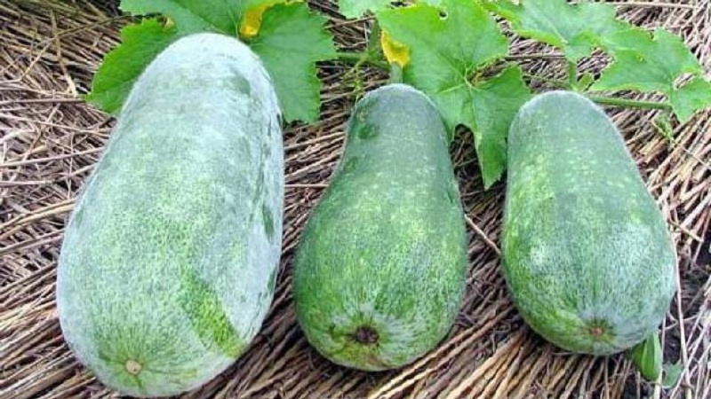 En quoi, en dehors de la couleur, une citrouille blanche diffère-t-elle des autres?