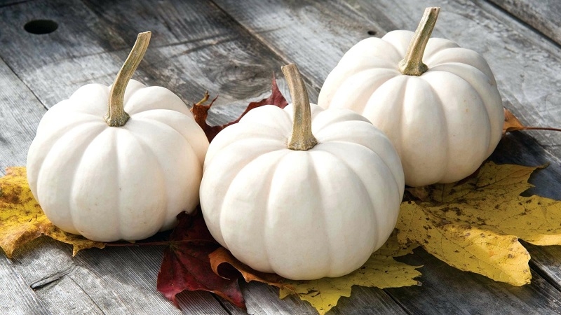 En quoi, en dehors de la couleur, une citrouille blanche diffère-t-elle des autres?