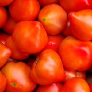 Une variété précoce et sans prétention qui donne une récolte abondante: la tomate Prima donna est la préférée des jardiniers domestiques