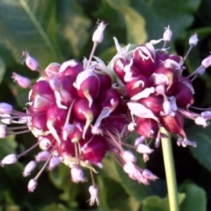 Instructions étape par étape pour planter des bulbes d'ail pour l'hiver: règles de base et secrets des jardiniers expérimentés