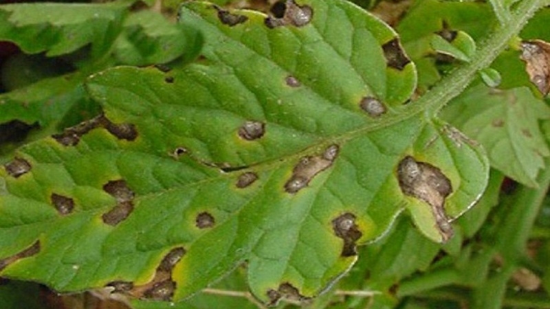 Nous combattons la maladie du cladosporium de la tomate dans une serre facilement et efficacement: les meilleures méthodes et recommandations des résidents d'été expérimentés