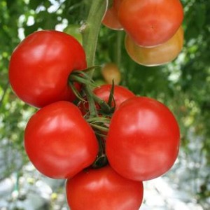 Tomate hybride Alhambra à haut rendement, agréable avec de gros fruits juteux et résistante aux maladies