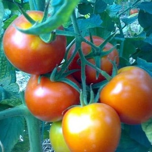 Tomate hybride Alhambra à haut rendement, agréable avec de gros fruits juteux et résistante aux maladies
