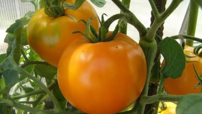 Tomate Andromeda, populaire et appréciée des résidents d'été: nous cultivons et profitons d'une riche récolte