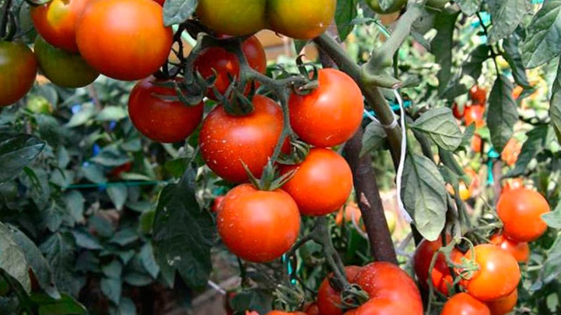 Tomate Andromeda, populaire et appréciée des résidents d'été: nous cultivons et profitons d'une riche récolte