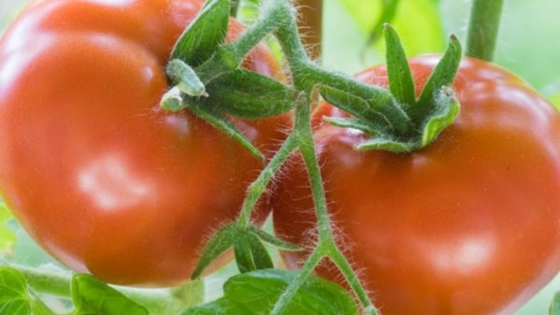 Tomate Andromeda, populaire et appréciée des résidents d'été: nous cultivons et profitons d'une riche récolte