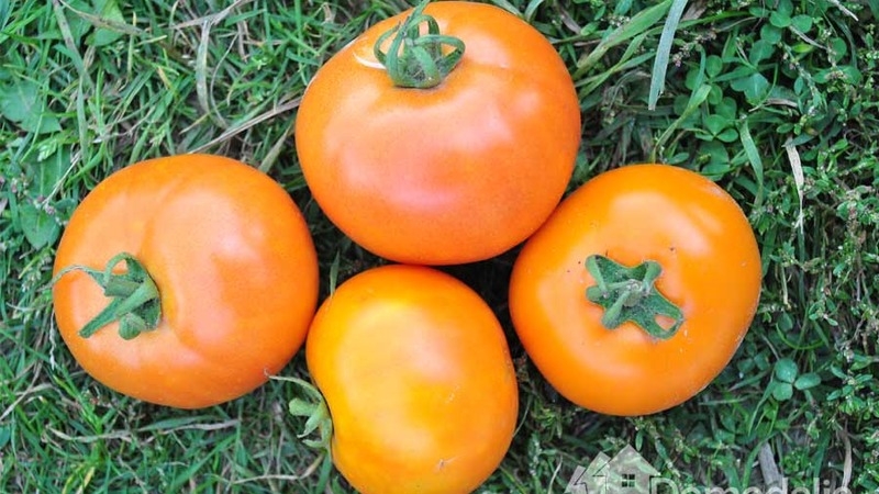 Tomate Andromeda, populaire et appréciée des résidents d'été: nous cultivons et profitons d'une riche récolte