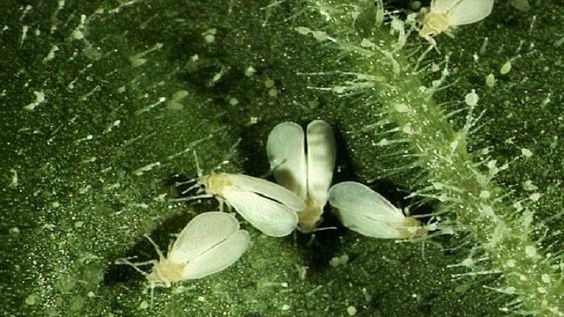 Que faire s'il y a des moucherons blancs sur les tomates et comment y faire face: les méthodes les plus efficaces